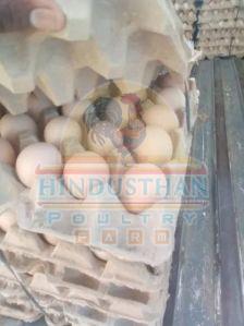 Nattu Kozhi Muttai Poultry Eggs