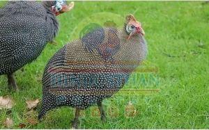 One Month Helmeted Guinea Fowl Chicks