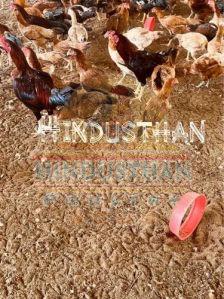 Aseel Fighter Poultry Chicks