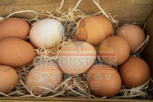 Desi Brown Egg