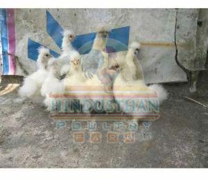 Police Cap Silky Poultry Chicks
