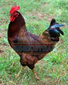 Red Rhode Island Chicken
