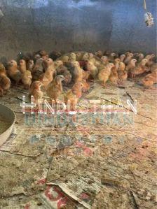 Red Rhode Island Chicken