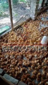 Rhode Island Poultry Chicks