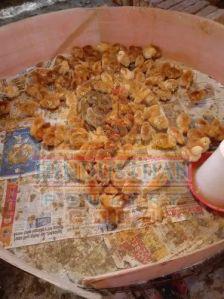 Rhode Island Poultry Chicks