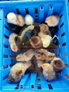 Sasso Poultry Chicks