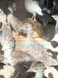 Vaan Kozhi Chicks