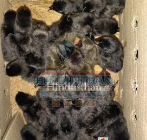 Z Black Kadaknath Chicks