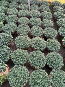 Chrysanthemum Plants
