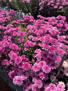 Chrysanthemum Plants