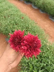 Chrysanthemum Plants