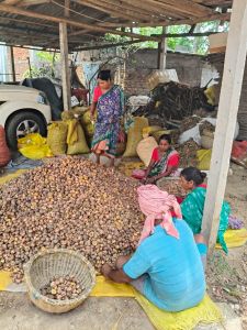Gladiolus Flowering Bulbs