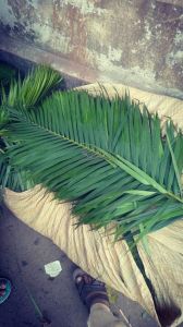 Kamini Leaves