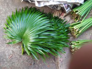 Kamini Leaves