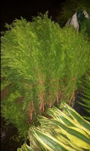 Kamini Leaves