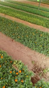 Kolkatti Marigold Cutting Plant