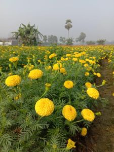 Kolkatti Marigold Cutting Plant