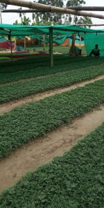 Kolkatti Marigold Cutting Plant