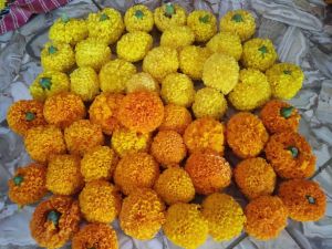 Kolkatti Marigold Cutting Plant