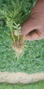 Kolkatti Marigold Cutting Plant