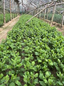 Marigold Chamanthi Chrysanthemum Nursery Plant