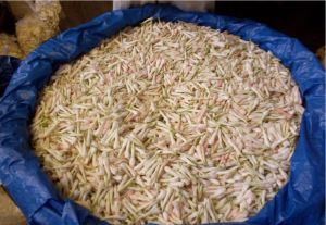Natural Rajnigandha Tuberose Flower