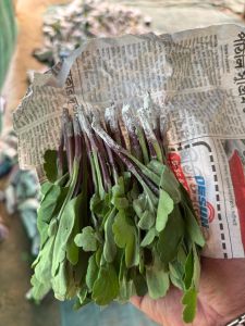 Sent Yellow Chamanthi Plants