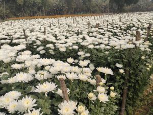 Star White Kolkata Chrysanthemum Plant