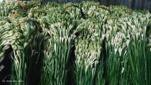 Natural Rajnigandha Tuberose Flower