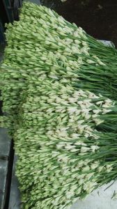 Natural Rajnigandha Tuberose Flower