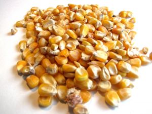 Dry Yellow Raw Maize