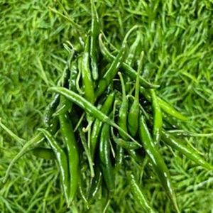 Fresh Spicy Green Chilli