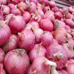 Organic Fresh Pink Onion