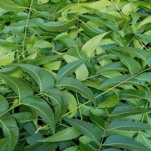 Organic Neem Leaves