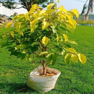 Ficus Benjamina Plant