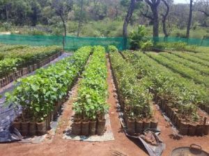 Forestry Plants