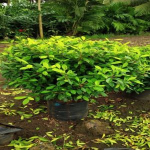 Green Panda Ficus Plant