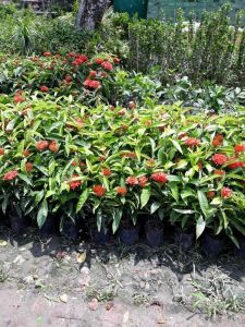 Ixora Plant