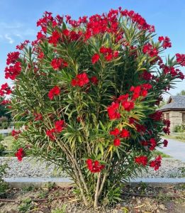 Kaner Flowering Plant