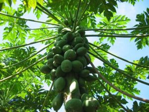 Papaya Fruit Plant