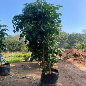 Red Machera Plant