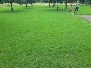 Selection Number One Grass Carpet