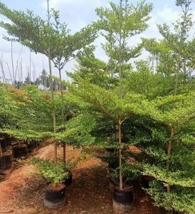 Terminalia Mantaly Plant