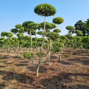 Topiary Plants