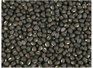 Black Gram Seeds