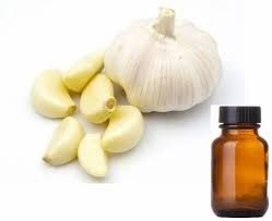 Garlic Essential Oil