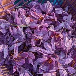 Mongra Purple Kashmiri Saffron