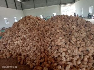 Brown Coconut
