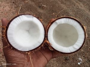 Brown Coconut