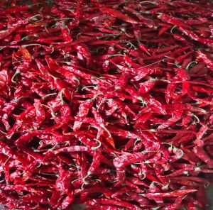 Guntur Dry Red Chilli